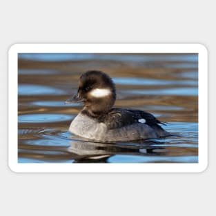 Female Bufflehead Duck at the Lake Sticker